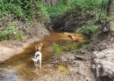 Dogs in Eureka creek